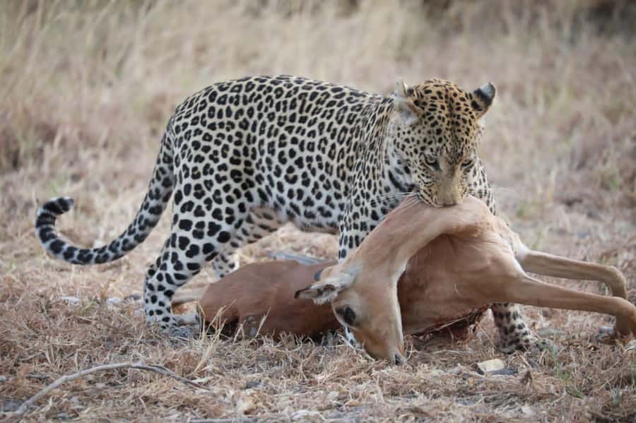 Chobe Day Trip - From Vic Falls - With Lunch (Buffet) - Why the land-and-river Chobe plan feels smart