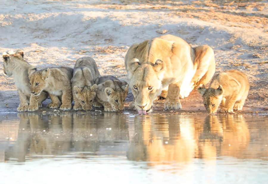 Chobe Day Trip - From Vic Falls - With Lunch (Buffet) - The morning game drive: what 3 hours can mean in Chobe