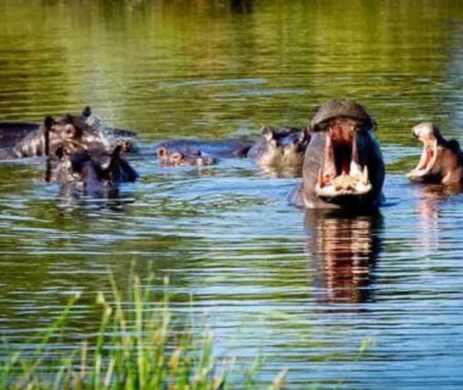 Chobe Day Trip - From Vic Falls - With Lunch (Buffet) - Afternoon boat cruise on the Chobe River: the close-up effect