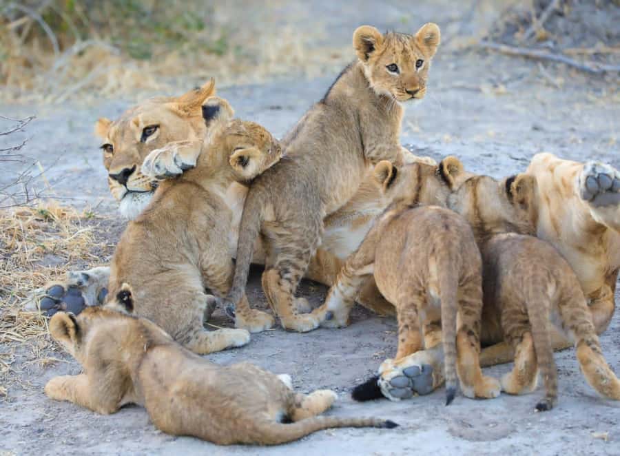 Chobe Day Trip - From Vic Falls - With Lunch (Buffet) - Transport, vehicles, and boat comfort: what the day will actually feel like