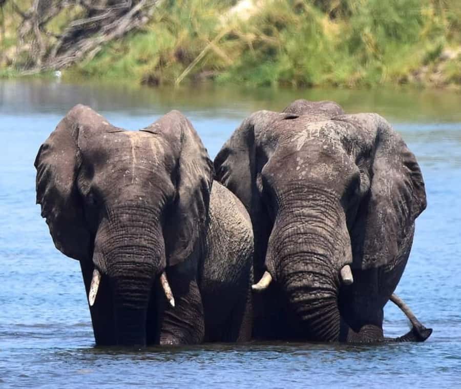 Chobe Day Trip - From Vic Falls - With Lunch (Buffet) - Best for: who should book this Chobe day trip