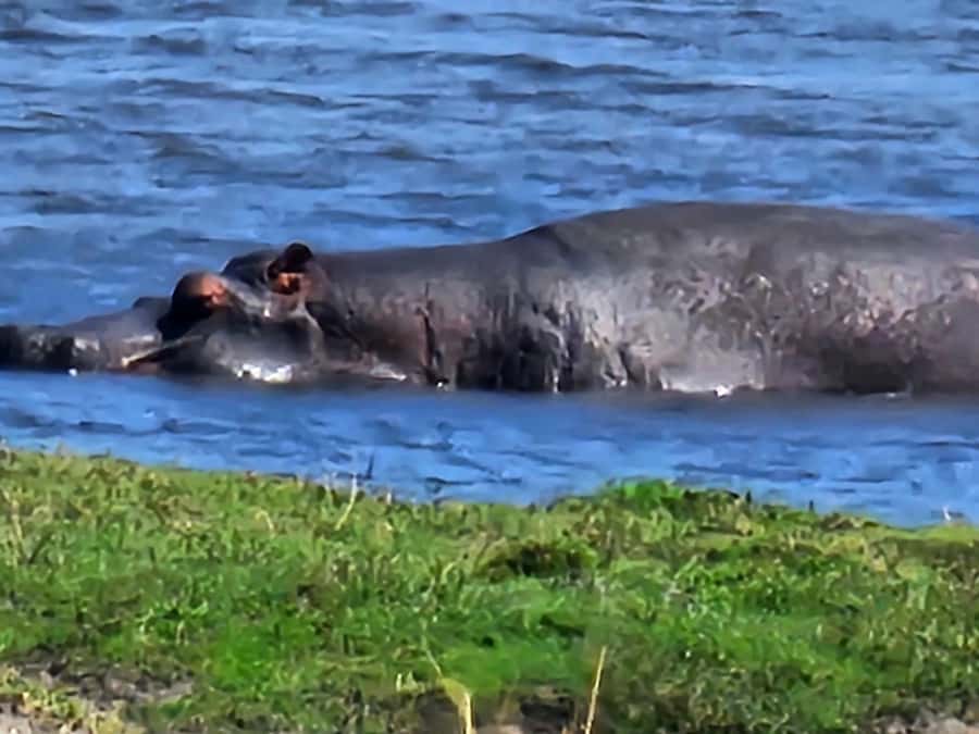 Chobe Day Trip - From Vic Falls - With Lunch (Buffet) - Getting from Victoria Falls to Chobe and meeting your Botswana guide