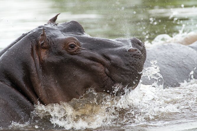 Chobe Day Trip from Victoria Falls - Key things to know before you go