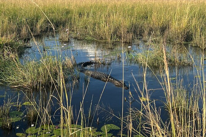 Chobe Day Trip from Victoria Falls - Lunch at the right time, then game drive mode