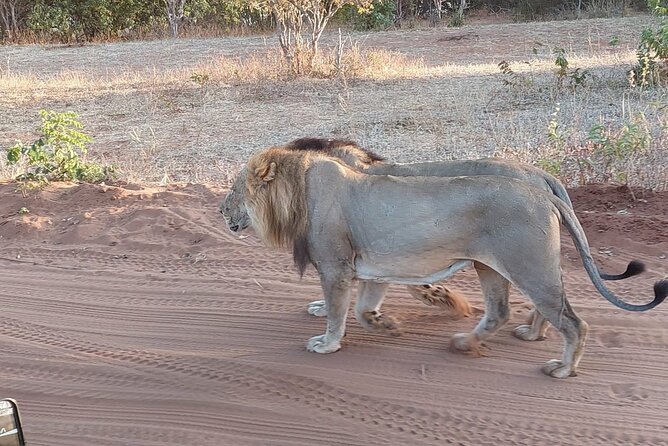 Chobe Day Trip from Victoria Falls - Who should book this Chobe day trip from Victoria Falls