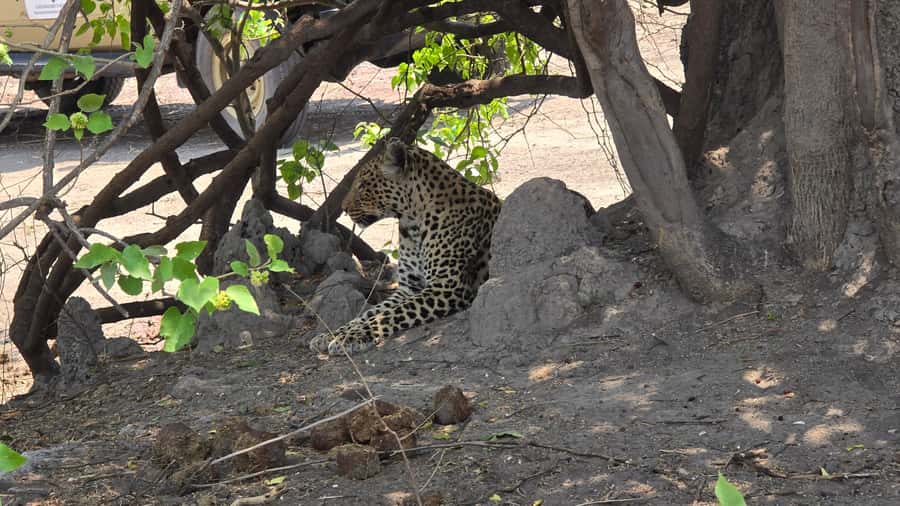Chobe Day Trip from Victoria Falls, Zimbabwe - Who should book this Chobe day trip, and who might feel disappointed