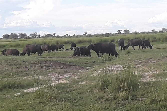 Chobe Day Trip Starting From Victoria Falls - Key Things I’d Prioritize on This Trip