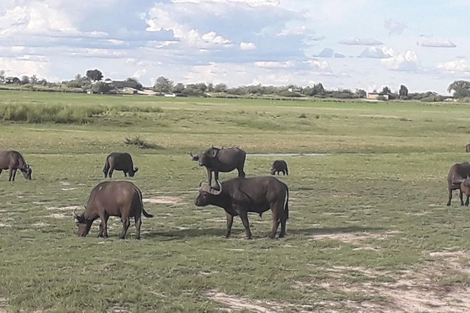 Chobe Day Trip Starting From Victoria Falls - Price and Value: Is $190 a Smart Trade-Off?