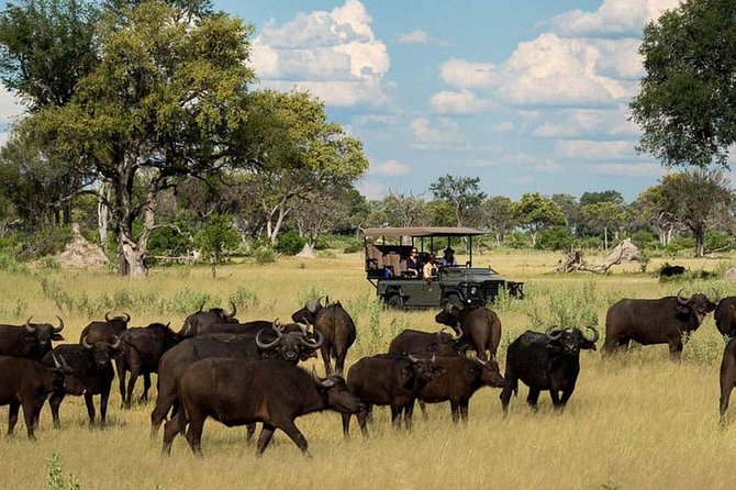Chobe Day Trip Starting From Victoria Falls - Who Should Book This Chobe Day Trip