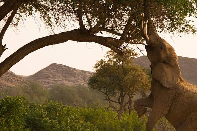 Chobe Day Trip Starting From Victoria Falls - The Two-Stage Wildlife Plan That Makes This Work