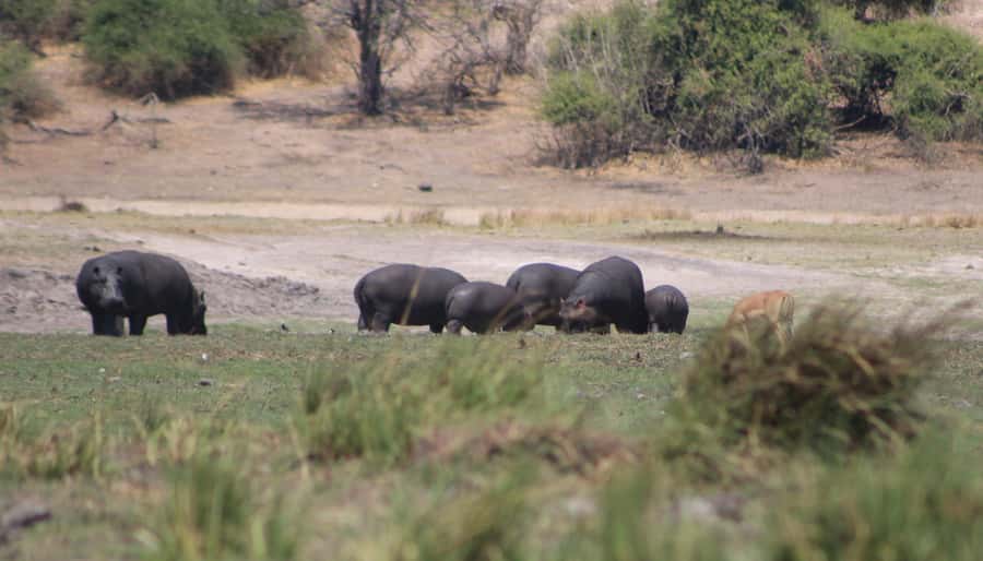Chobe Extended Day Trip - Why This Chobe Day Trip Works for Wildlife, Not Just Checklists