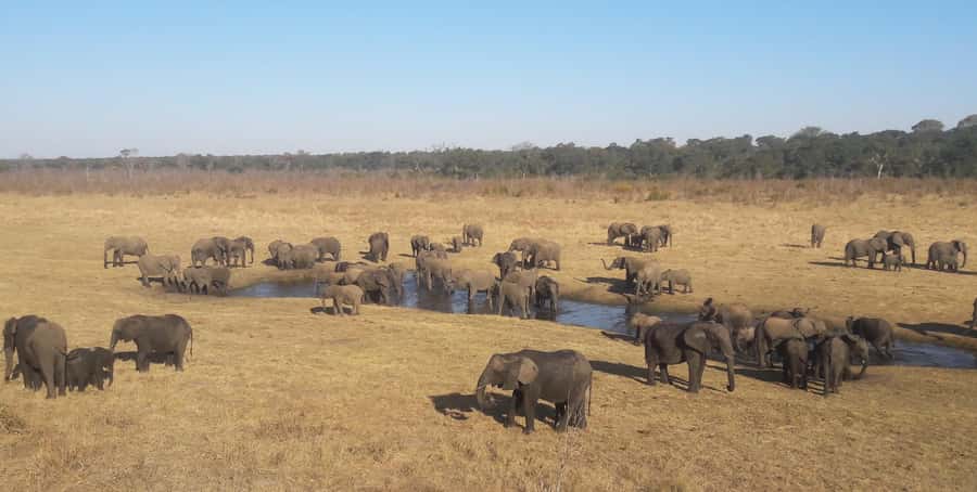 Chobe Extended Day Trip - Chobe Game Drive at About 6:30 a.m., and Why Morning Matters