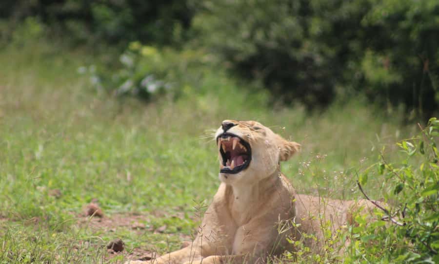 Chobe Extended Day Trip - The Chobe River Cruise, 3 Hours of Wildlife, and the Sunset Payoff