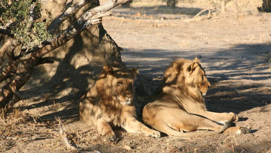 Chobe Extended Day Trip - Transportation, Timing, Group Size, and What It Means for Your Day