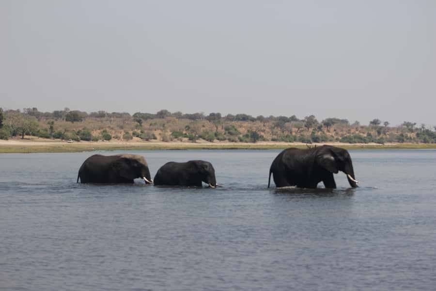 Chobe Extended Day Trip - Guides and Animal Spotting: How to Get More From Your Safari Hours