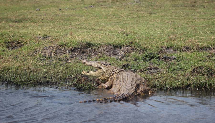 Chobe Extended Day Trip - What to Pack, What to Expect, and How to Avoid Annoying Surprises