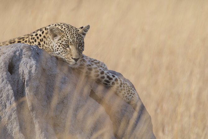 Chobe Extended Day Trip from Victoria Falls - Small Group - Chobe Extended Day Trip: Why This Day Feels Like Two Safaris