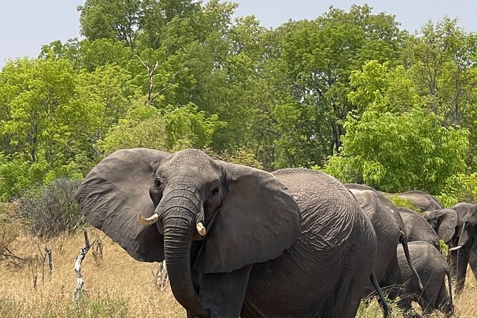 Chobe Extended Day Trip from Victoria Falls - Small Group - The Chobe River Cruise: Birds, Wildlife, and the Best Light of the Day
