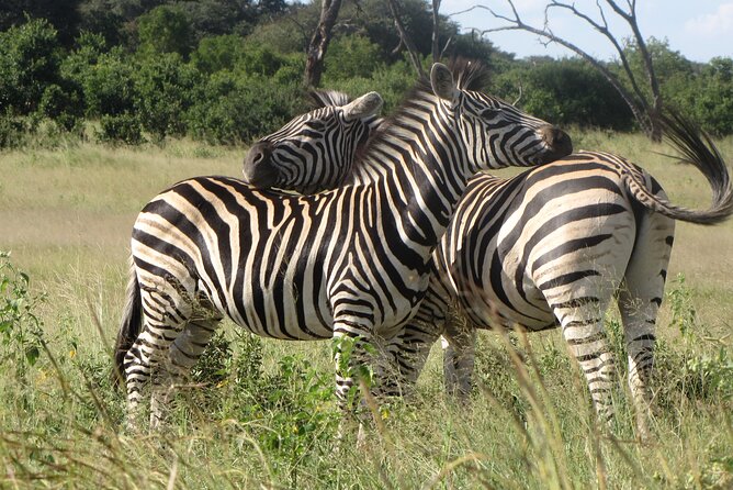 Chobe Extended Day Trip from Victoria Falls - Small Group - Timing You Need to Know (And How to Survive a 5:30 AM Pickup)