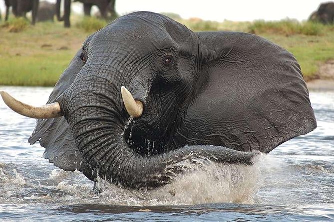 Chobe Extended Day Trip from Victoria Falls - Zimbabwe - Guides and drivers: why the names you hear matter