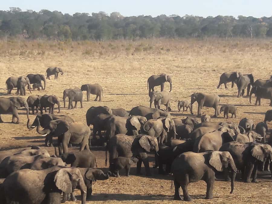 Chobe Extended Day Trip - The 5 a.m. Pickup, the Zambezi Stretch, and the Border Part You Actually Need Help With