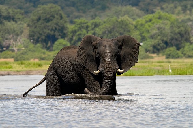 Chobe Full Day Safari Trip - Key highlights you can count on