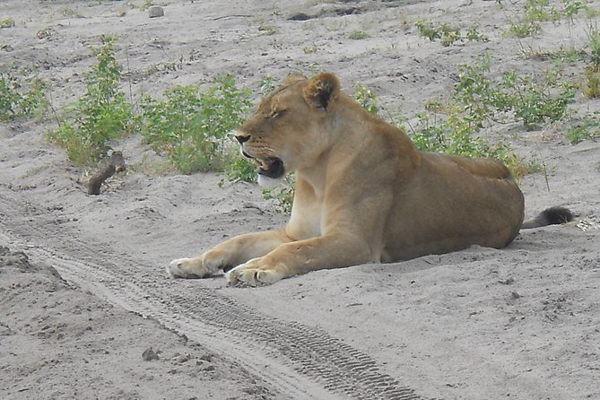 Chobe Full Day Safari Trip - Victoria Falls to Botswana, without you doing the paperwork part