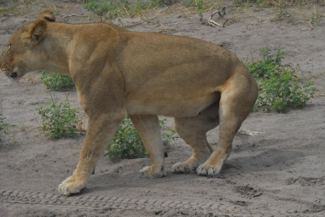 Chobe Full Day Safari Trip - Buffer lunch that actually helps, instead of cutting your safari short