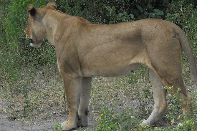 Chobe Full Day Safari Trip - The afternoon 4x4 open-jeep game drive in Chobe
