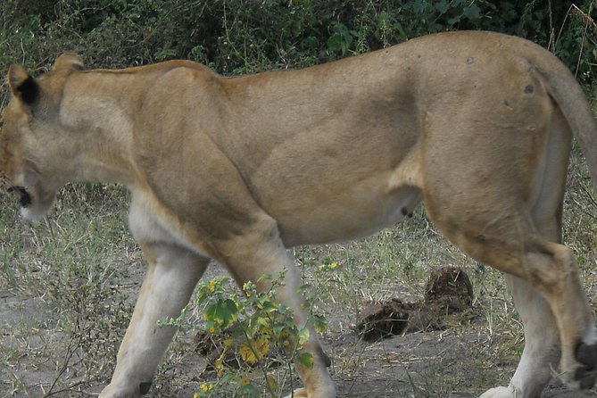 Chobe Full Day Safari Trip - Animals you can realistically expect to see