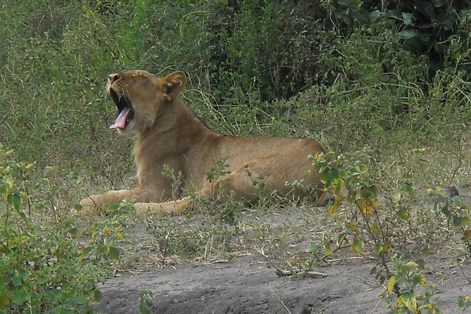 Chobe Full Day Safari Trip - Price and value: what $180 covers, and what to budget on top