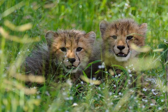 Chobe Full day Safari with Victoria falls Sunrise Tour Combo - The Chobe River safari cruise for elephants and birds
