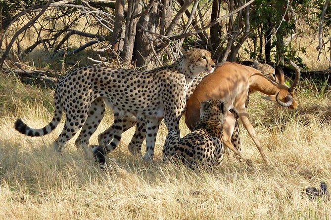 Chobe Full day Safari with Victoria falls Sunrise Tour Combo - Who this Chobe and Victoria Falls combo suits best