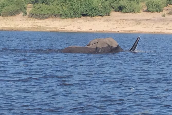Chobe Full day Trip - Key things to know before you go