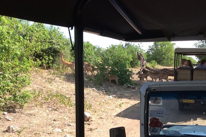 Chobe Full day Trip - From Victoria Falls to Kazungula: the border run that shapes your day