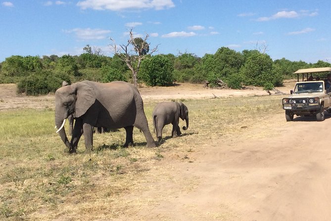 Chobe Full day Trip - Lunch at Chobe Safari Lodge: the reset you will want