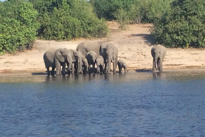 Chobe Full day Trip - The Chobe National Park 4x4 drive after lunch