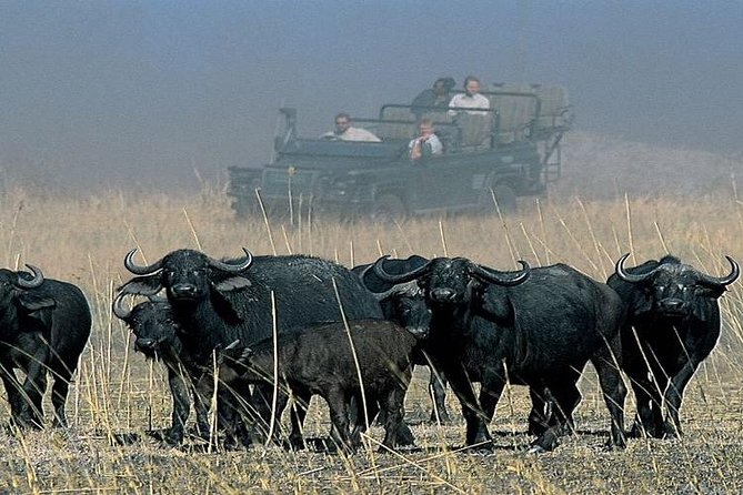 Chobe Full Day Trip From Victoria Falls - Border crossings: plan for paperwork, queues, and clarity