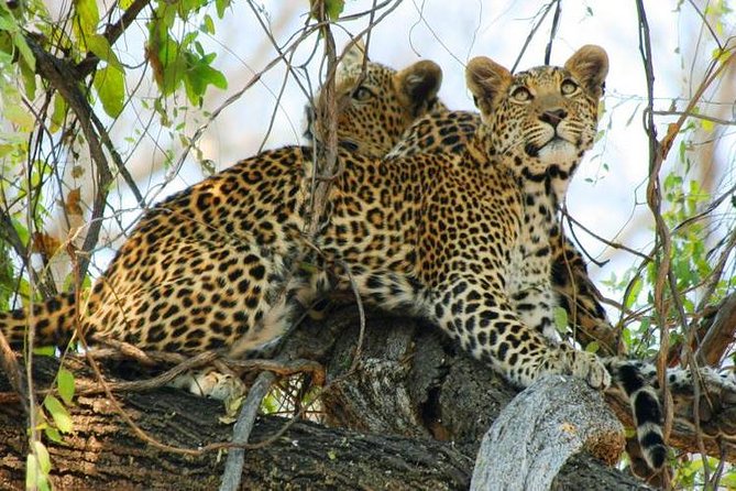 Chobe Full Day Trip From Victoria Falls - Chobe National Park game drive: what to expect in the morning