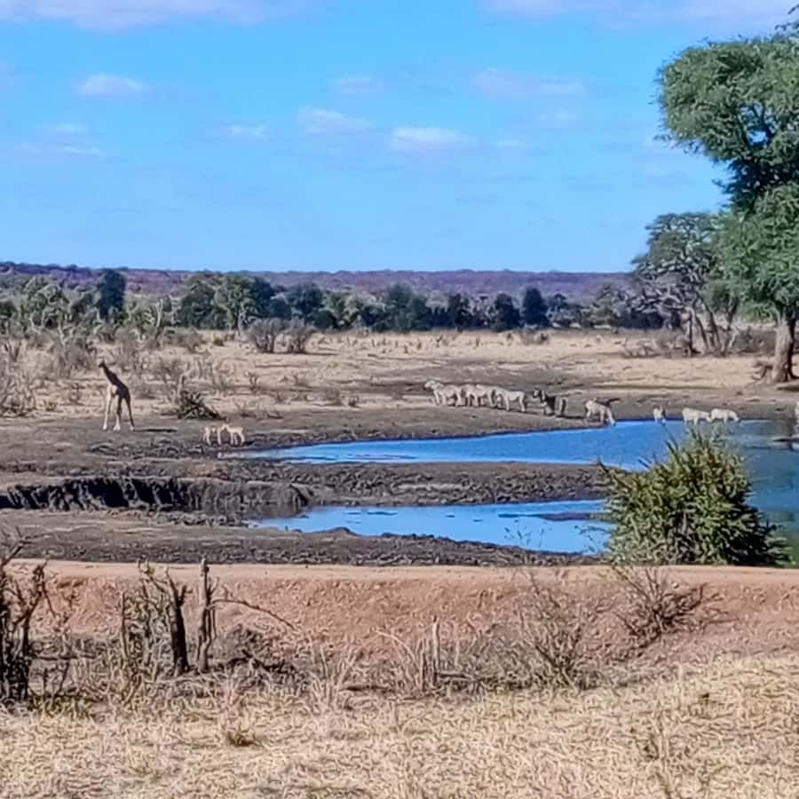 Chobe Half Day Trip from Victoria Falls - Key highlights to know before you go