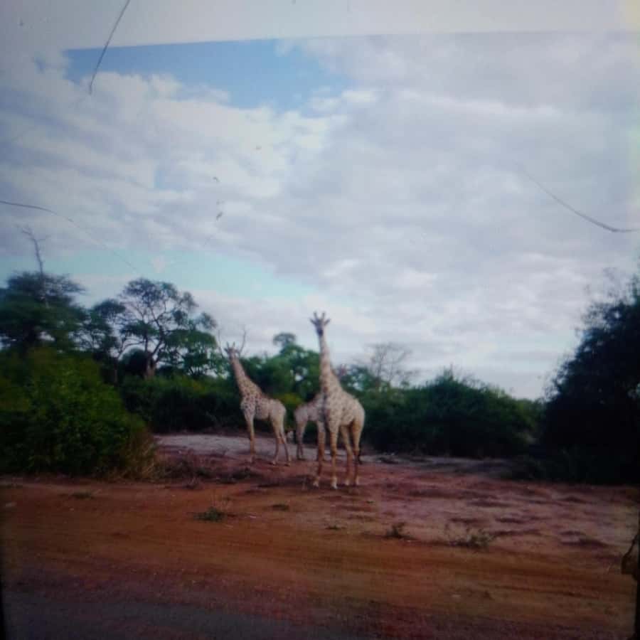 Chobe Half Day Trip from Victoria Falls - Boat cruise plus lunch: the river option for thirsty animals