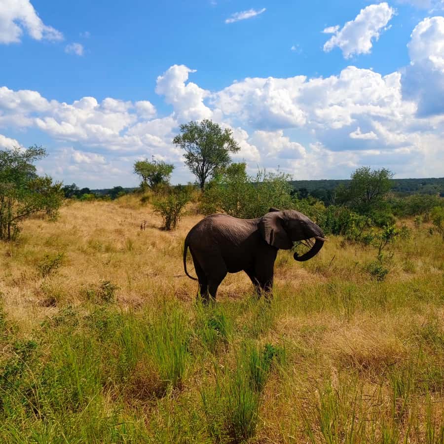 Chobe Half Day Trip from Victoria Falls - Guides, organization, and the reality of animal spotting