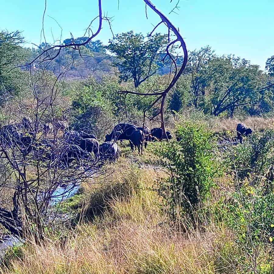 Chobe Half Day Trip from Victoria Falls - How the day flows: what each stop feels like