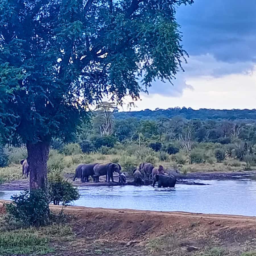 Chobe Half Day Trip from Victoria Falls - Documents and family needs: Botswana immigration requirements