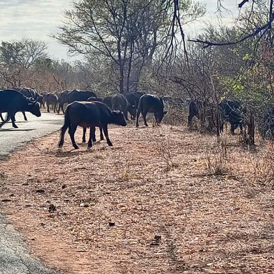 Chobe Half Day Trip from Victoria Falls - Game drive plus buffet lunch: when you want action on the move