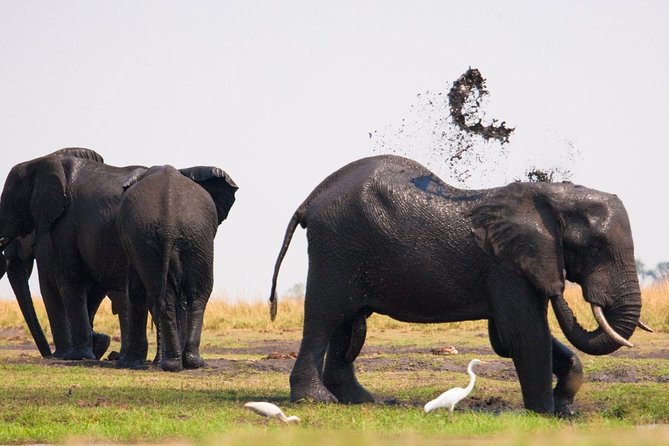 Chobe National Park 4X4 Day Safari and River Cruise - The Morning Transfer and Border Crossing From Victoria Falls