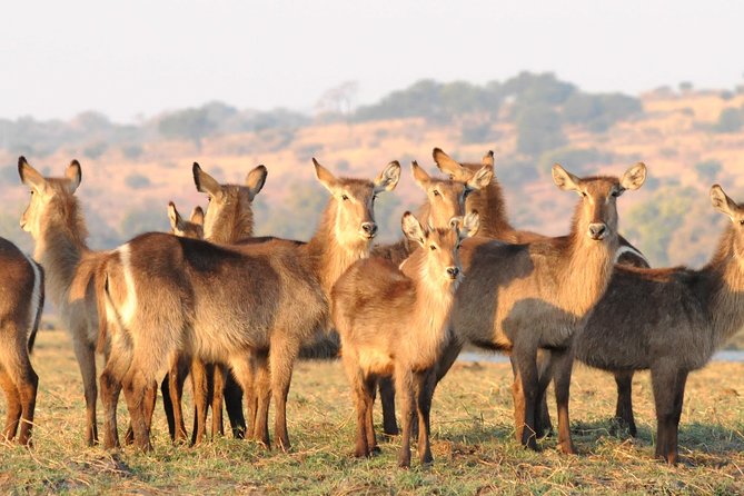 Chobe National Park 4X4 Day Safari and River Cruise - Open 4x4 Safari: Where You Can Find Elephants, Leopards, and More