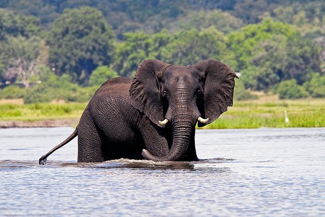 Chobe National Park Day Trip from Victoria Falls with Lunch - Price and value: $180 makes sense if you protect your time