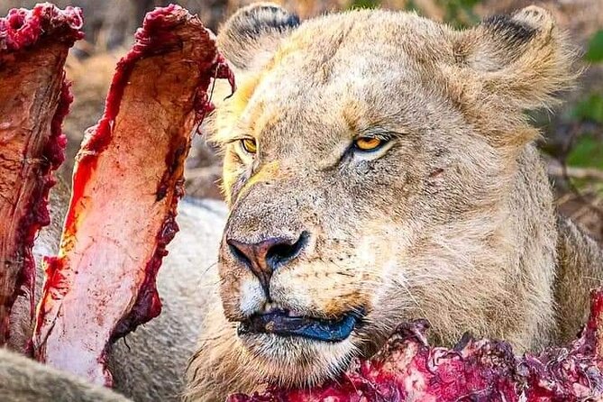 Chobe National Park from Victoria Falls - Key things to know before you go