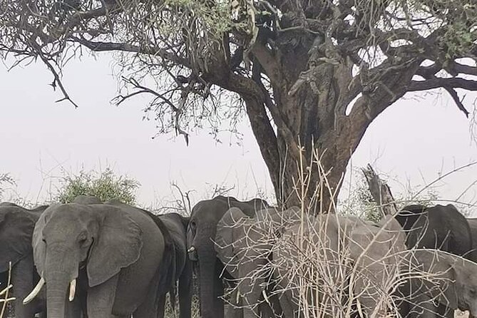 Chobe National Park from Victoria Falls - 7:00 am pickup, passports, and the Kazungula border handover